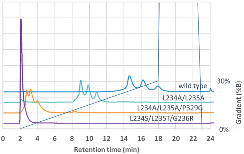 Four overlaid chromatograms. Wild-type IgG1 shows three peaks at the longest elution time, variant LALA shows three peaks at a shorter elution time, variant LALAPG shows three peaks at an even shorter elution time and variant STR shows a single peak at the shortest elution time, indicating no interaction with the column.