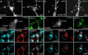 Figure 1—figure supplement 1.