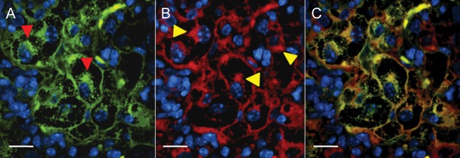 Figure 5.