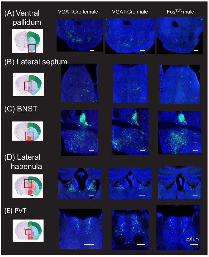 Figure 1—figure supplement 4.