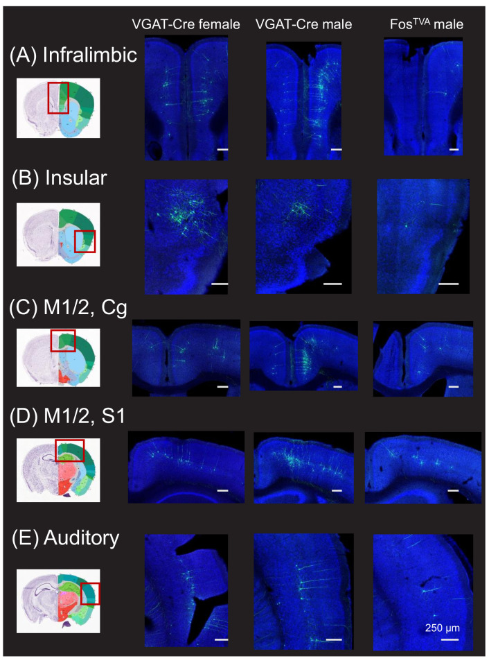 Figure 1—figure supplement 2.