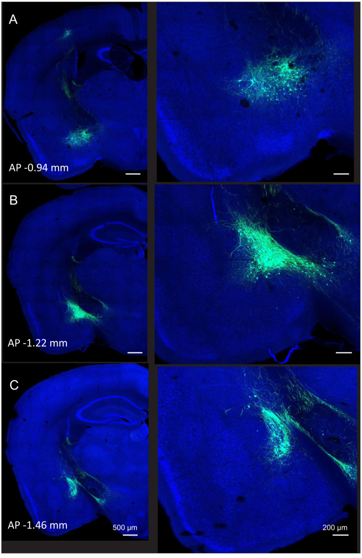 Figure 4—figure supplement 1.