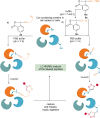Scheme 10