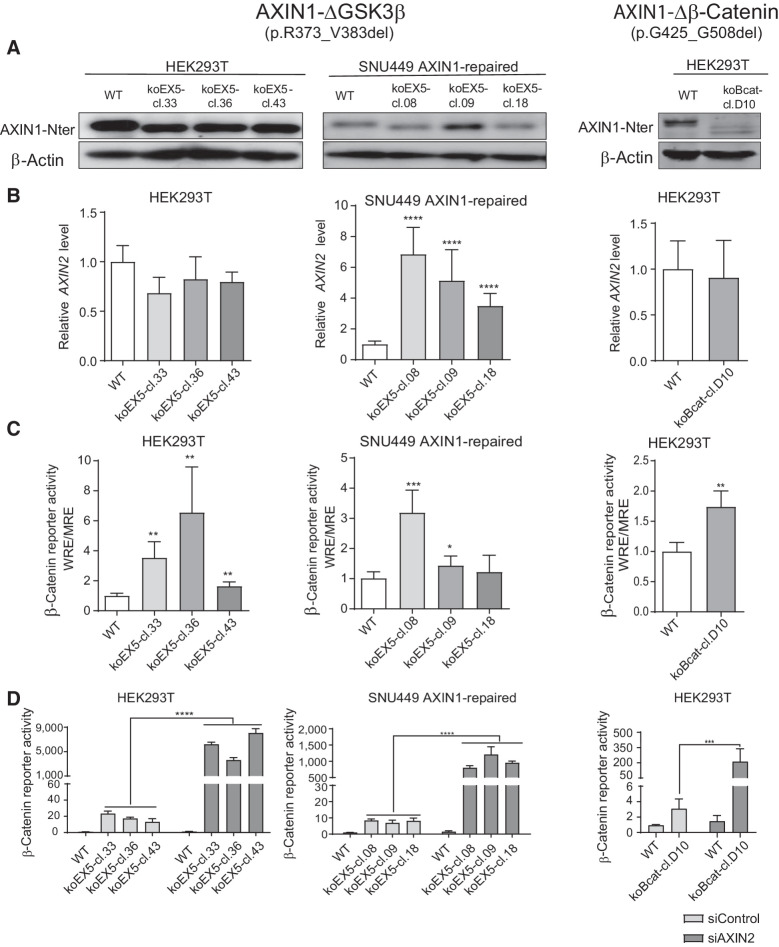 Figure 2. Analysis of β-catenin signaling in cell clones with endogenous knockout of the GSK3β and β-catenin domains. HEK293T and SNU449 AXIN1-repaired cells (12) were used to knockout the GSK3β-binding domain encoded by exon 5. We also identified one HEK293T clone with an endogenous knockout of the β-catenin–binding region. A, Immunoblot using an N-terminal AXIN1 antibody (cat. #3323, Cell Signaling Technology) to show expression of the shortened AXIN1 proteins. β-Actin served as a loading control. B, qRT-PCR assay to demonstrate the mRNA expression level of AXIN2 (in triplicate, n = 2 independent experiments). Expression levels were depicted relative to the housekeeping gene GAPDH. The value for the WT control was arbitrarily set to 1. C, A β-catenin luciferase reporter assay was performed to determine the β-catenin signaling activity in all knockout clones. Values are depicted as WRE/MRE ratios (in triplicate, n = 3 independent experiments). The value for the WT control was arbitrarily set to 1. D, siRNA-mediated knockdown of AXIN2 was performed in all knockout clones, followed by a β-catenin reporter assay. Values are depicted relative to the WRE/CMV-Renilla ratios obtained for the siControl-WT (five replicates, two independent experiments), which was arbitrarily set to 1. Data are shown as mean ± SD. Statistical significance for all experiments was analyzed using a Mann–Whitney test. *, P < 0.05; **, P < 0.01; ***, P < 0.001; ****, P < 0.0001.