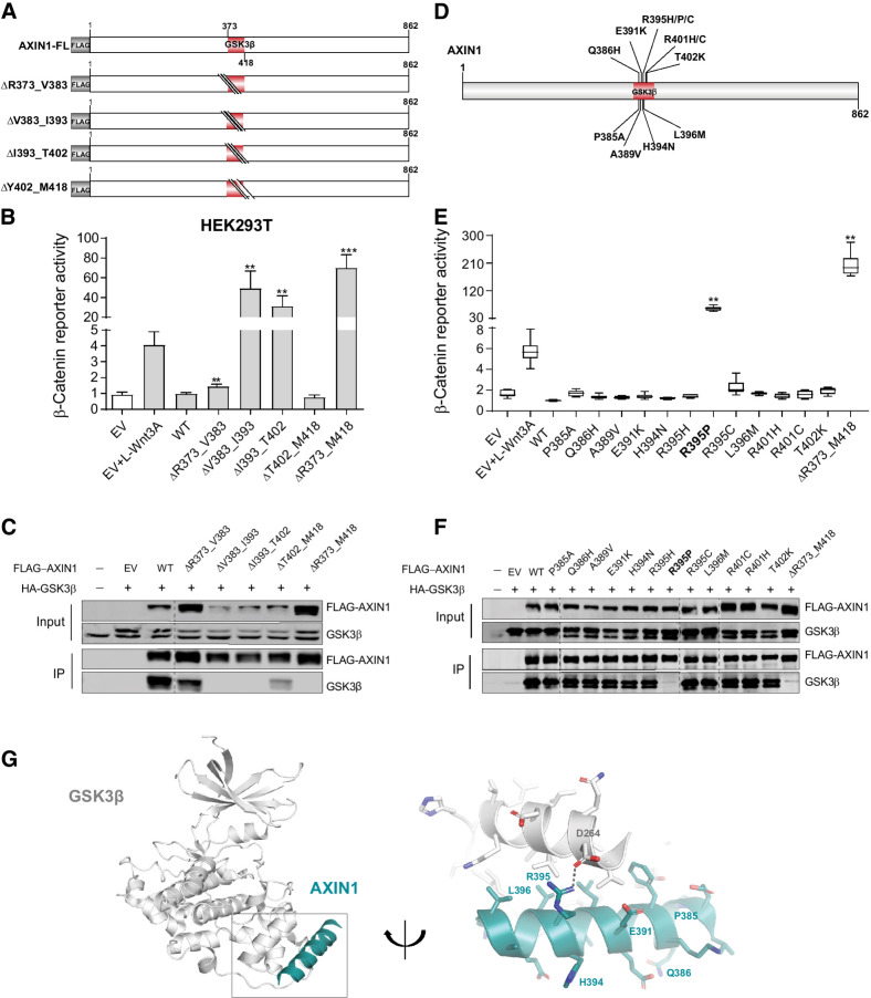 Figure 3. Analysis of missense variants in the GSK3β-binding domain. Tumor-associated missense variants within the GSK3β-binding domain were tested for their effect on β-catenin signaling regulation. A, Schematic diagram indicating the sequential amino acid deletions within the GSK3β domain that were generated in the AXIN1 expression plasmid. B, A β-catenin reporter assay was performed to show the defect in β-catenin regulation associated with the variants shown in A. C, Immunoprecipitation experiment following cotransfection with HA-tagged GSK3β to identify which deletion variants shown in A affect GSK3β binding. AXIN1 and GSK3β were detected using anti-FLAG and anti-GSK3β antibodies, respectively. Transfection with empty vector (EV) and nontransfected cells were used as negative controls. D, Schematic diagram depicting the selected tumor-associated missense variants within the V383-T402 domain. These 12 variants were the only ones reported in the cBioPortal and COSMIC databases until January 2021. E, A β-catenin reporter assay to determine the defect in β-catenin regulation for the missense variants is shown in D. F, Immunoprecipitation experiment following cotransfection with HA-tagged GSK3β to identify which missense variants shown in D affect GSK3β binding. Image is a composite of two original blots (see Supplementary Data S1) in which the AXIN1 variants have been arranged in numerical order. G, Cartoon representation of GSK3β (gray) with bound Axin1 α-helix (deep teal). Right, details of the interaction interface with amino acid sidechains in stick representation with nitrogen atoms (blue) and oxygen (red). Dashed line, hydrogen bond between Aspartate D264 in GSK3β and Arginine R395 in Axin1. AXIN1 residues mutated in this study are labeled. All β-catenin reporter activities are depicted as WRE/CMV-Renilla ratios (in triplicate, two independent experiments), in which the value obtained for the empty vector was arbitrarily set to 1. Data are shown as mean ± SD. Statistical significance for all experiments was analyzed using a Mann–Whitney test. **, P < 0.01; ***, P < 0.001.