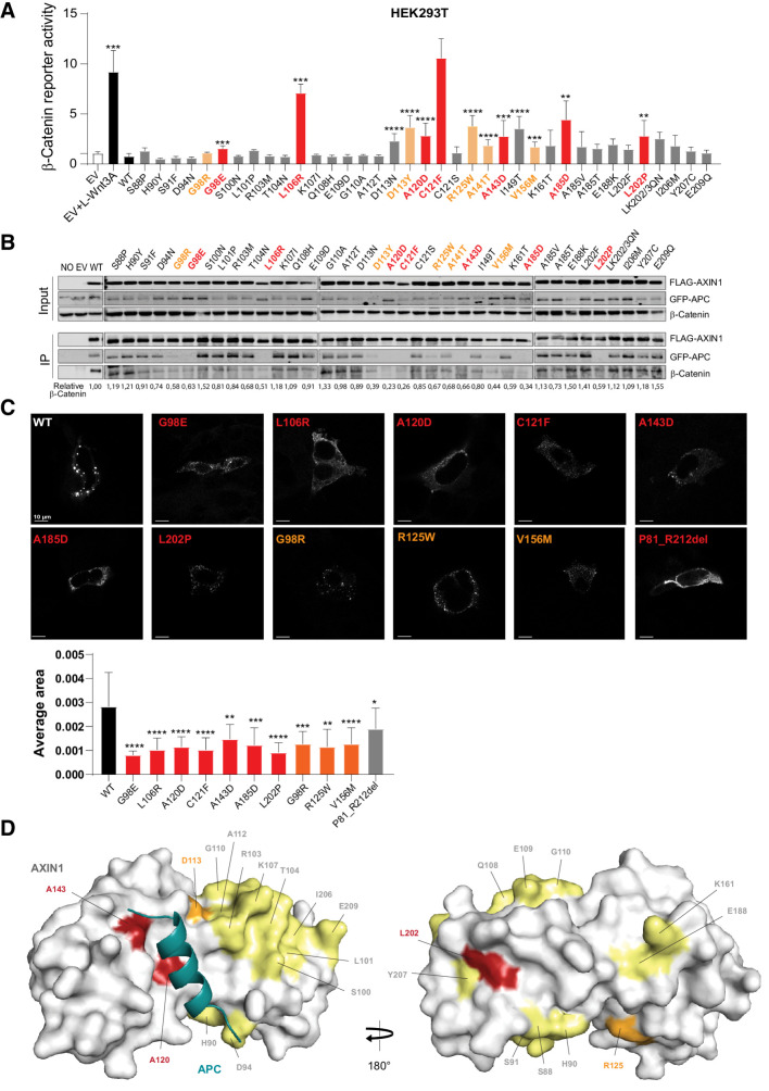 Figure 5. Analysis of missense variants within the RGS/APC domain. Tumor-associated missense variants in the RGS/APC domain were analyzed for their defect in β-catenin regulation, APC and β-catenin binding, and capacity to induce intracellular puncta formation. A, A β-catenin reporter assay was performed to determine the defect in β-catenin regulation for 37 RGS/APC domain variants. Red-marked bars represent variants that show a near-complete loss of GFP-APC and/or β-catenin binding (see B), whereas orange bars represent variants with partial loss. All β-catenin reporter activities are depicted as WRE/CMV-Renilla ratios (in triplicate, three independent experiments), in which the value obtained for the empty vector (EV) was arbitrarily set to 1. B, Immunoprecipitation assay to determine the binding capacity of missense variants to cotransfected GFP-APC or endogenous β-catenin. C, Immunofluorescence analysis of transfected AXIN1 missense variants to determine their puncta formation capacity. Average dot size was determined using ImageJ software on at least 6 independent cells. Data are shown as mean ± SD. D, Surface representation of AXIN1 (gray) with bound APC helix (deep teal). Amino acid residues mutated in this study that are located on the surface of AXIN1 are labeled and colored according to extent of loss of APC binding (B), with yellow indicating no loss, orange indicating partial loss, and red indicating near-complete loss of APC binding. Statistical significance for all experiments was analyzed using a Mann–Whitney test. *, P < 0.05; **, P < 0.01; ***, P < 0.001; ****, P < 0.0001.