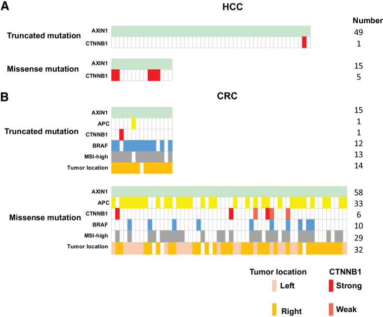 Figure 8. Co-occurrence of mutations in β-catenin–related genes observed in AXIN1-mutant HCC and colorectal cancer tumors. From the cBioPortal database, we obtained information from AXIN1-mutant HCC and colorectal cancer (CRC) tumors about APC, CTNNB1, and BRAF mutation status, in addition to colorectal cancer tumor location and MSI-status. A, Identification of oncogenic β-catenin mutations in HCC tumors carrying either truncating (n = 49) or missense (n = 15) AXIN1 mutations. B, Identification of oncogenic β-catenin or inactivating APC mutations in colorectal cancer tumors carrying either truncating (n = 15) or missense (n = 58) AXIN1 mutations. The BRAF mutation (light blue) is the classical BRAF-V600E variant. Gray, microsatellite instability-high colorectal cancer tumors carrying a mismatch repair defect. Colorectal cancer tumor location is defined as being located on left- or right-sided of the splenic flexure. Identity of the specific β-catenin and APC mutations can be found in Supplementary Table S7.