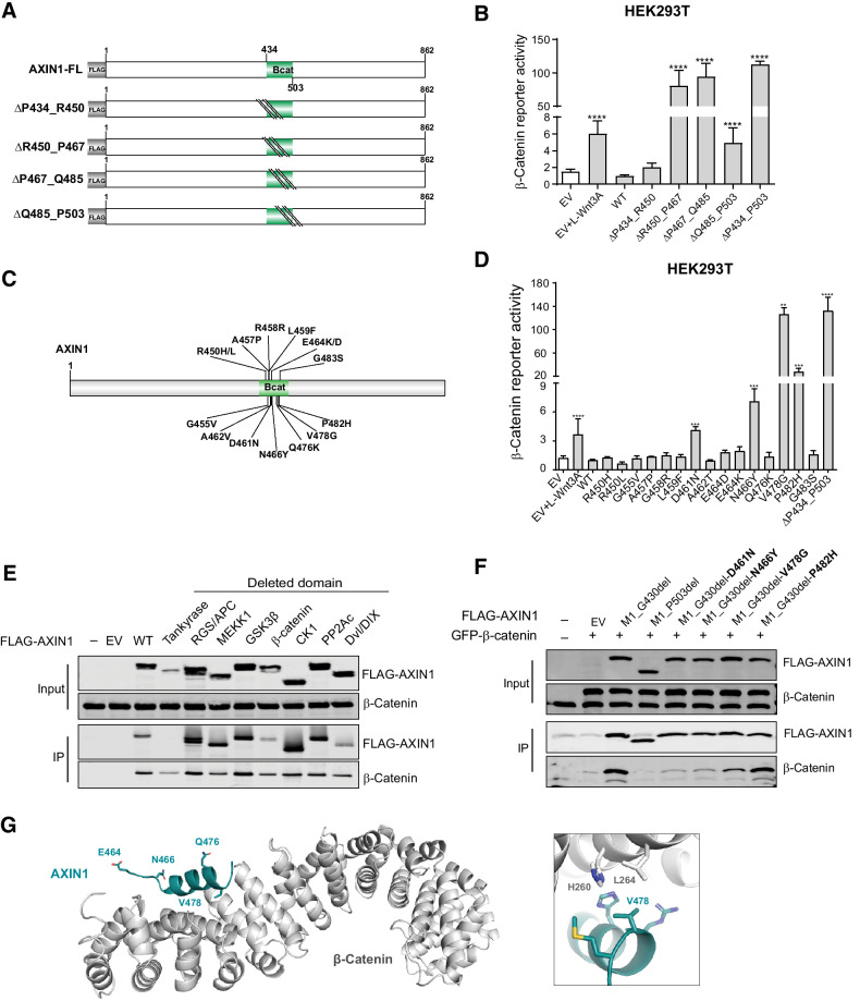 Figure 4. Missense variants in the β-catenin–binding domain mostly retain functionality. Tumor-associated missense variants within the β-catenin–binding domain were tested for their effect on β-catenin signaling regulation. A, Schematic diagram of the indicated sequential amino acid deletions that were generated in the AXIN1 expression plasmid. B, A β-catenin reporter assay was performed to show the defect in β-catenin regulation associated with the variants shown in A. C, Schematic diagram depicting the 15 selected tumor-associated missense variants within the R450_P503 domain. D, A β-catenin reporter assay to determine the defect in β-catenin regulation for the missense variants shown in C. Reporter activities are depicted as WRE/CMV-Renilla ratios (mean ± SD; three independent experiments), in which the value obtained for the empty vector (EV) was arbitrarily set to 1. E, Immunoprecipitation experiment with FLAG-tagged AXIN1 variants to identify which domain deletions affect endogenous β-catenin binding. F, Immunoprecipitation experiment with depicted FLAG-tagged AXIN1 missense variants to determine β-catenin–binding capacity. Deletion of the N-terminal half of AXIN1 up to the β-catenin domain (M1_G430del) was used to allow a better evaluation. A larger deletion (M1_P503del) also removing the β-catenin domain was used as negative control. Cotransfected GFP–β-catenin and endogenous β-catenin were detected using a β-catenin antibody. In all IP experiments, transfection with EV and nontransfected cells was used as negative controls. Data are shown as mean ± SD. G, Cartoon representation of β-catenin (gray) with bound AXIN1 α-helix (deep teal). Side chains of amino acid residues that are mutated in this study are indicated in stick representation, with nitrogen atoms (blue) and oxygen (red). Right, close-up of the region around AXIN1 residue Valine 478. Statistical significance for all experiments was analyzed using a Mann–Whitney test. **, P < 0.01; ***, P < 0.001; ****, P < 0.0001.