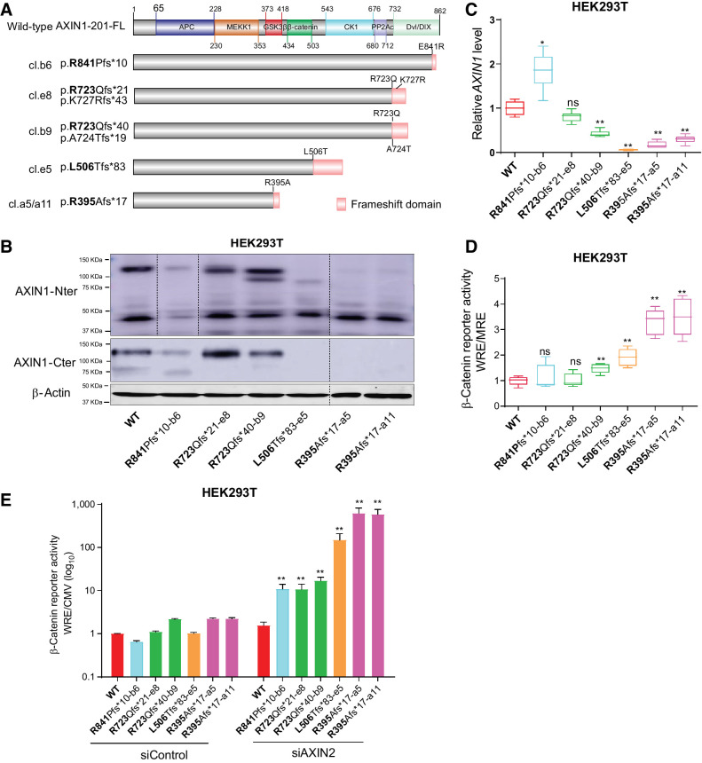 Figure 7. Characterization of AXIN1-truncating mutations in regulating β-catenin signaling. Analysis of clones carrying various endogenous AXIN1 truncations generated in HEK293T cells using CRISPR/Cas9-mediated gene editing. A, Schematic diagram showing the AXIN1 truncation variants generated in HEK293T cells using gene editing. The red domain at the end of truncated variants represents amino acid stretches resulting from the introduced frameshift mutation. B, Immunoblot analysis of generated clones using AXIN1 antibodies with N- and more C-terminal epitopes (cat. # 3323S and cat. #2087S, Cell Signaling Technology). Images were generated from one blot for each antibody, with irrelevant lanes removed. Original blots can be seen in Supplementary Data S1. C, qRT-PCR assay to determine AXIN1 mRNA expression levels (in triplicate, two independent experiments). Expression levels are depicted relative to the housekeeping gene GAPDH. The value for the WT control was arbitrarily set to 1. D, A β-catenin reporter assay was performed to determine β-catenin signaling levels in AXIN1-truncated clones. Values are depicted as WRE/MRE ratios (mean ± SD; in triplicate; three independent experiments). The value for the WT control was arbitrarily set to 1. E, Following siRNA-mediated knockdown of AXIN2, a β-catenin reporter assay was performed in all AXIN1-truncated clones. Values are depicted relative to the WRE/CMV-Renilla ratios obtained for the siControl-WT, which was arbitrarily set to 1. Note the logarithmic scale. Data are shown as mean ± SD. Statistical significance for all experiments was analyzed using a Mann–Whitney test. *, P < 0.05; **, P < 0.01; ns, nonsignificant.