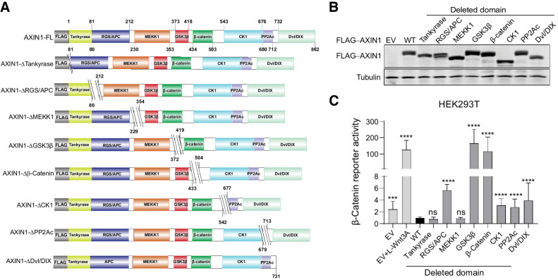 Figure 1. Deletion of the GSK3β and β-catenin–binding domains strongly increases β-catenin signaling. A, Schematic diagram depicting the FLAG-tagged AXIN1 mutant expression vectors that were generated. Amino acid numbers are based on the long 862 amino acid isoform of AXIN1. For clarity, we refer to each domain by one reported binding partner, but especially for the MEKK1, CK1, and PP2A domains; additional binding proteins have been reported. B, Immunoblot for FLAG-tagged AXIN1 to demonstrate expression of the expected variants after HEK293T transfection. Tubulin was used as loading control. C, A β-catenin reporter assay was conducted in HEK293T cells expressing WT AXIN1 and variants lacking the depicted domains. The β-catenin reporter activities are shown as WRE/CMV-Renilla ratios (in triplicate, three independent experiments), in which the value obtained for wild-type AXIN1 was arbitrarily set to 1. As a positive control for increased β-catenin signaling, Wnt3A conditioned medium was added to empty vector (EV)-transfected cells (EV+Wnt3A). Data are shown as mean ± SD. Statistical significance was analyzed using a Mann–Whitney test. ***, P < 0.001; ****, P < 0.0001; ns, nonsignificant.