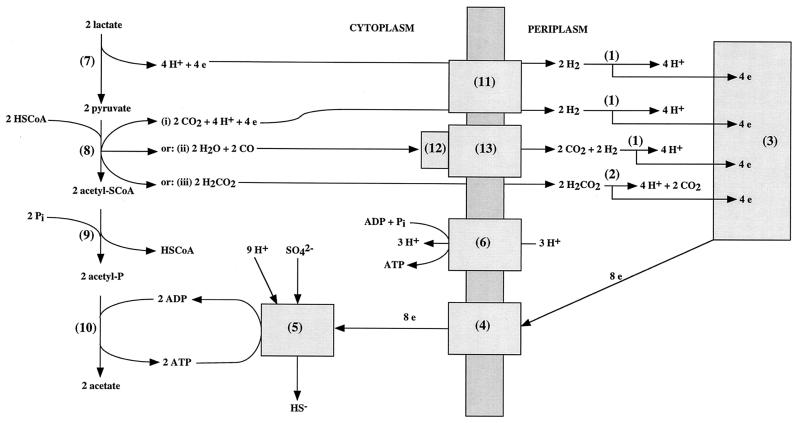 FIG. 1.