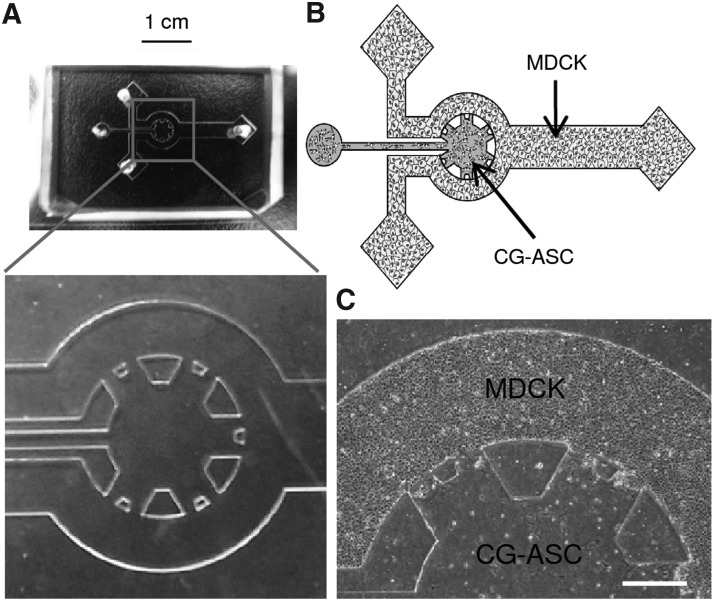 FIG. 1.