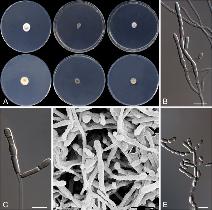 Fig. 10