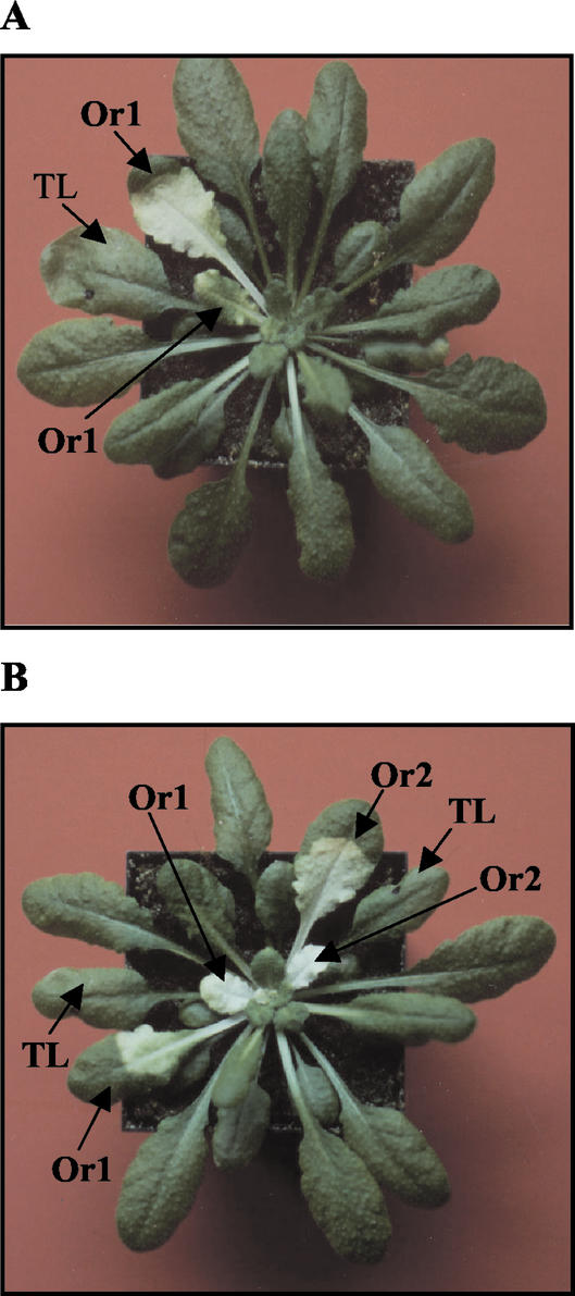 Figure 2.