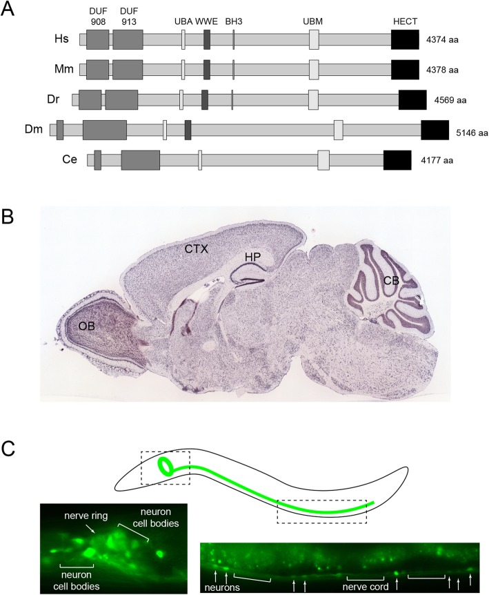 Fig. 1