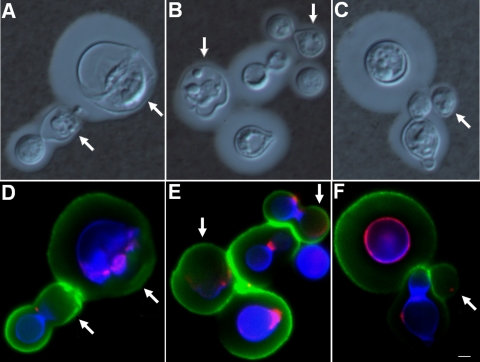 FIG. 6.