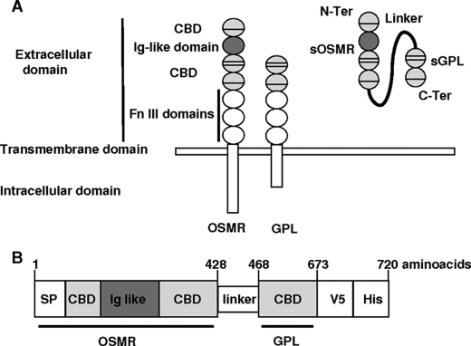 FIGURE 1.