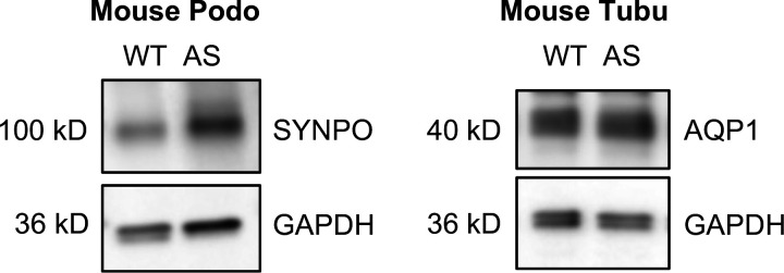 Figure 1—figure supplement 1.