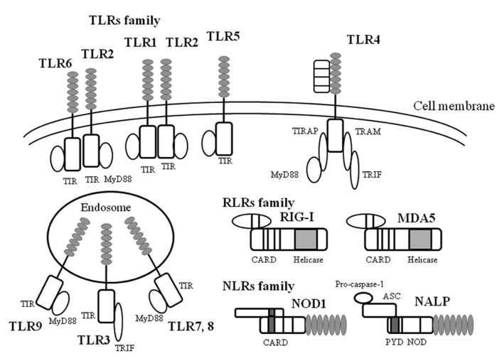 FIGURE 1