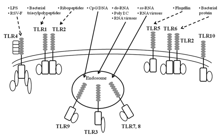 FIGURE 2