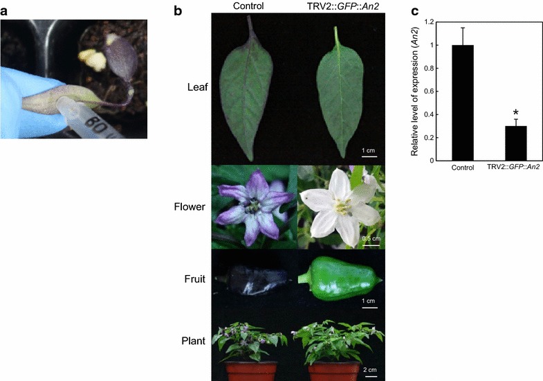 Fig. 2