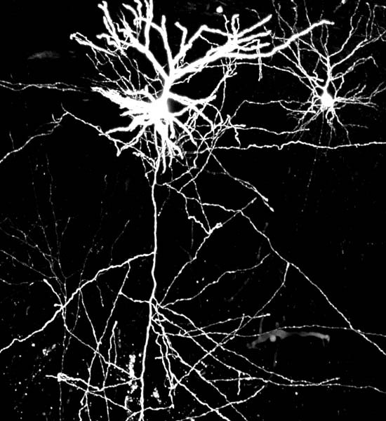 graphic file with name 44318_2024_50_Figa_HTML.jpg