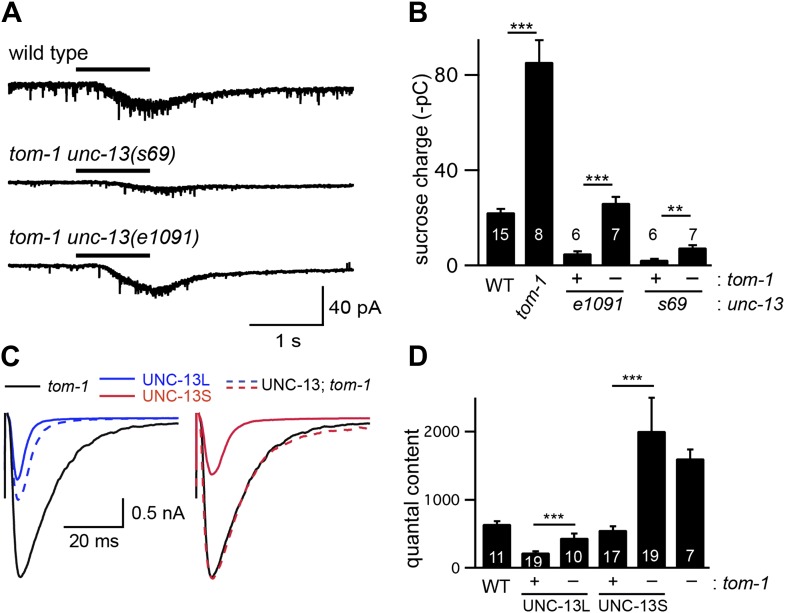 Figure 7—figure supplement 1.