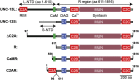 Figure 8—figure supplement 1.