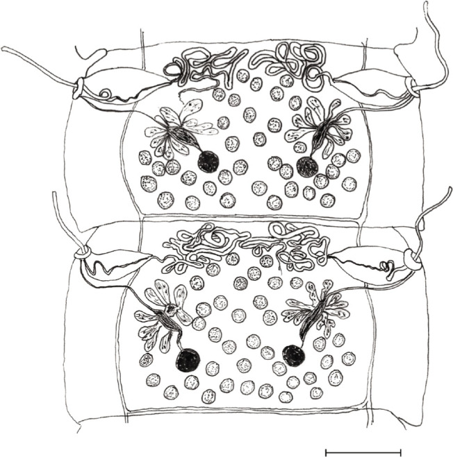 Fig. 3.