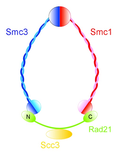 Roberts Syndrome: A Deficit In Acetylated Cohesin Leads To Nucleolar 