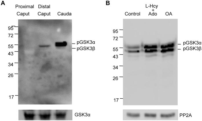 Fig 9