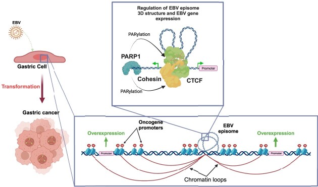 Graphical Abstract