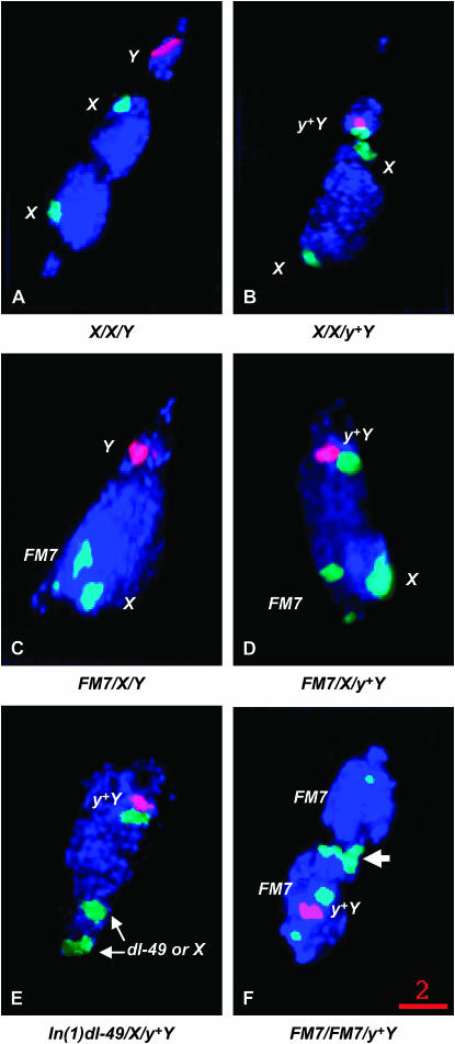 Figure 3.—