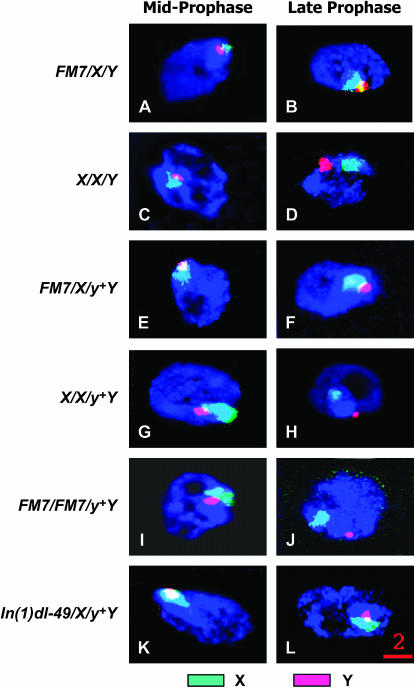 Figure 4.—