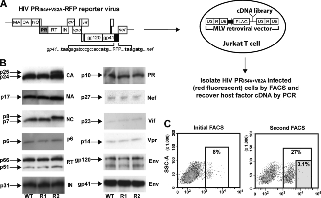 FIGURE 4.