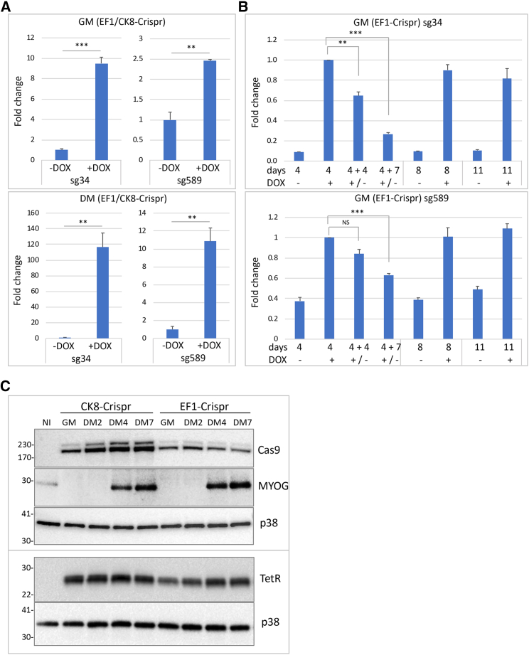 Figure 1