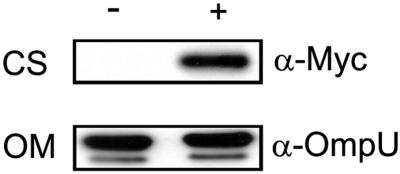 FIG. 5.