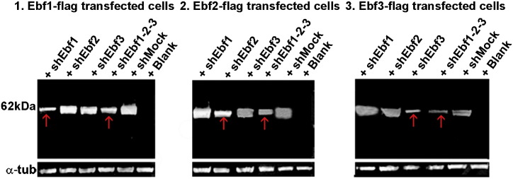 Supplementary Fig. 3