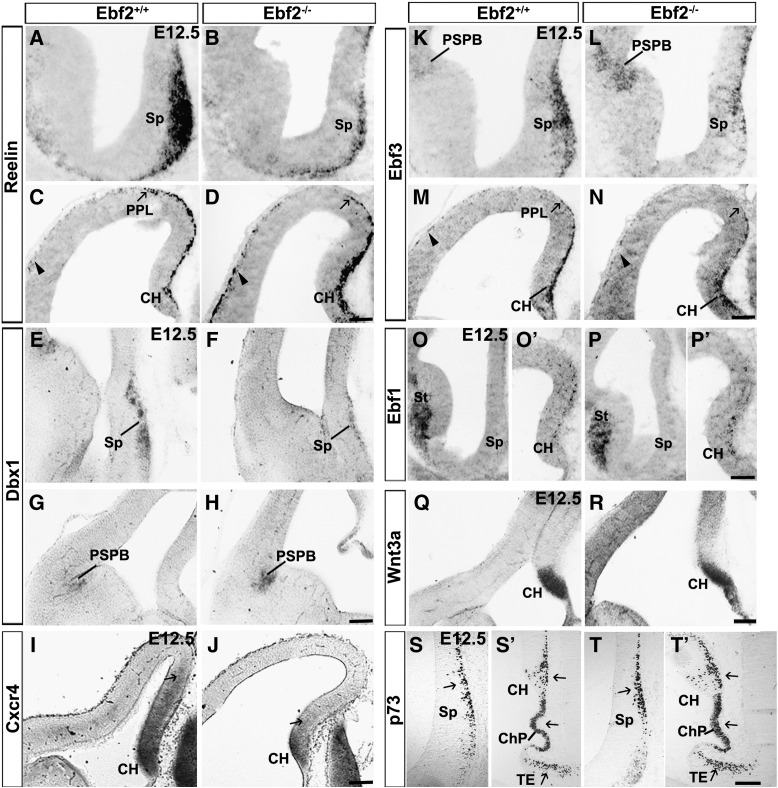 Fig. 6