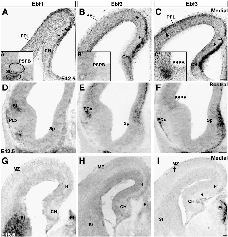 Fig. 5