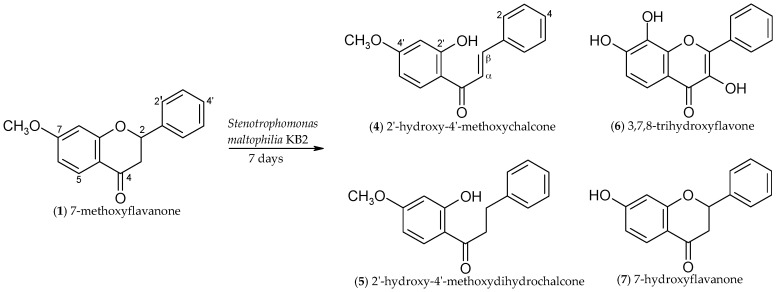 Scheme 1