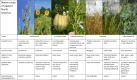 An overview of the native crops of eastern North America, sometimes referred to as the Eastern Agricultural Complex (EAC).
