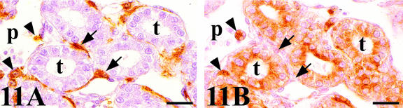 Fig. 11