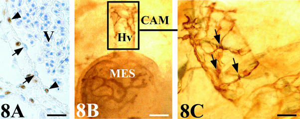 Fig. 8