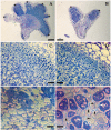Fig 6