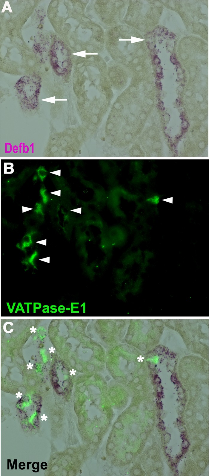 Fig. 7.