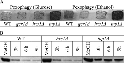 FIG. 6.