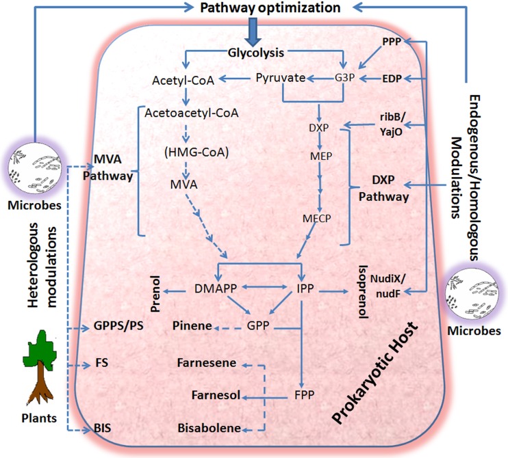 FIG 1