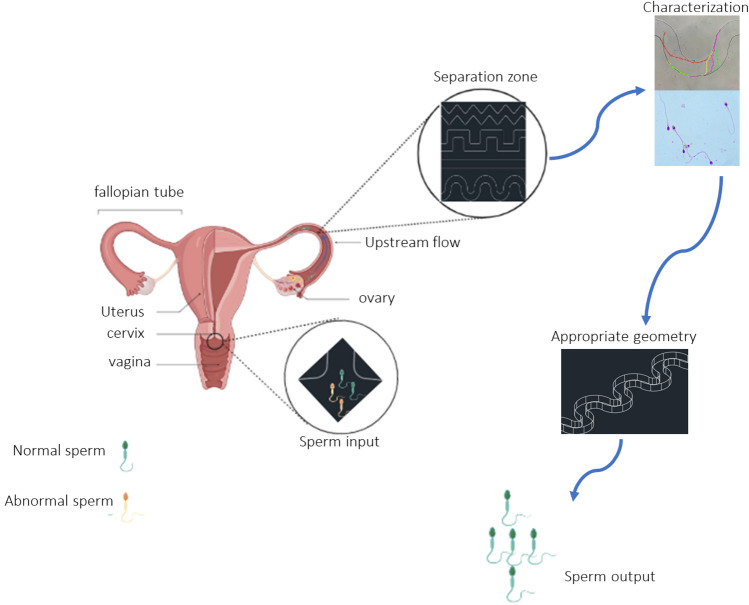 graphic file with name 13534_2023_294_Figa_HTML.jpg