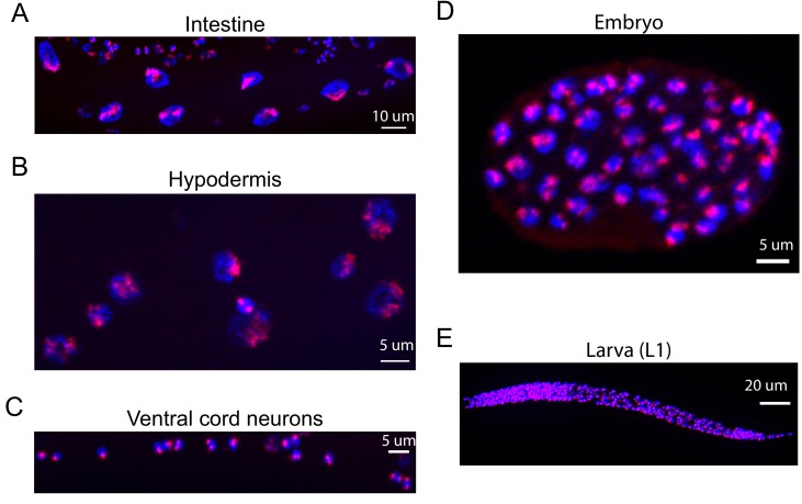 Figure 2—figure supplement 2.